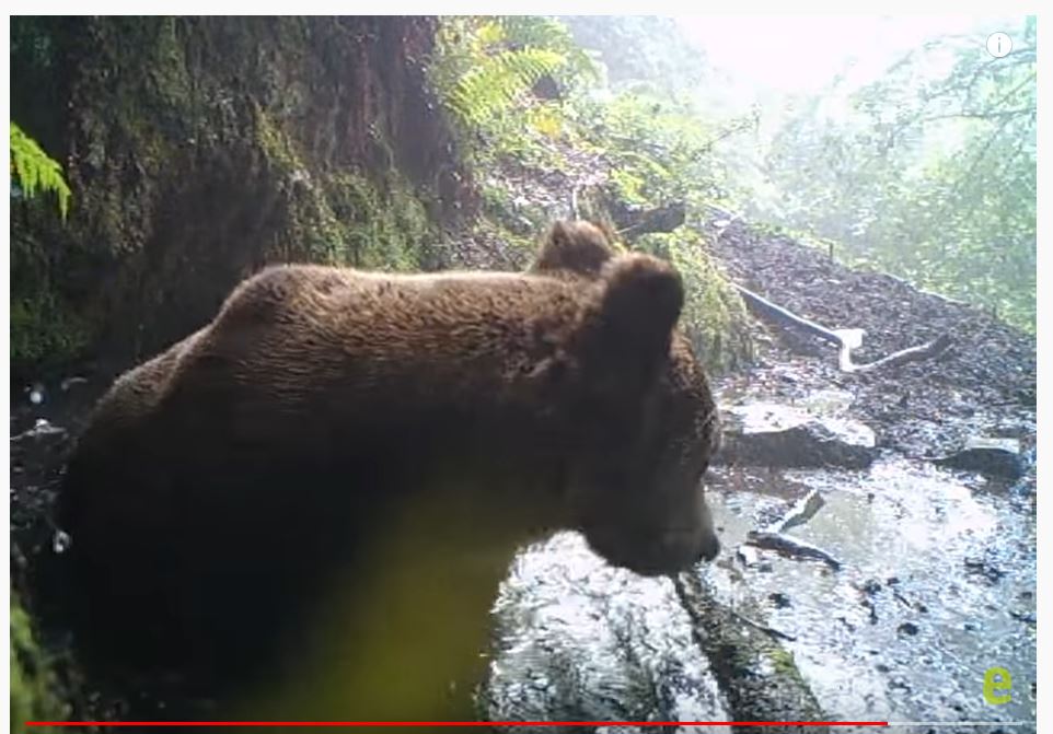 Braunbär im Wasserloch