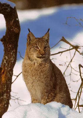 Sitzender Luchs im Schnee