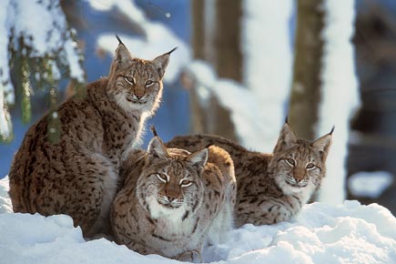 Drei Luchse kauern im Schnee