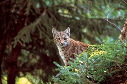 Luchs in einem Nadelwald