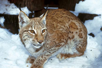 Ein Luchs kauert im Schnee