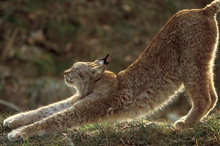 Ein Luchs räkelt sich