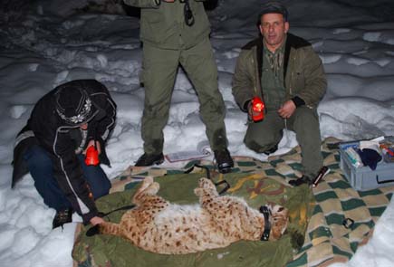Lynx lying on a sheet, is examined by three people
