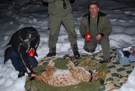 Betäubter Luchs liegt auf einer Decke und wird von drei Menschen untersucht.