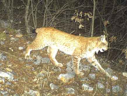 Lynx walking down a hillside by night