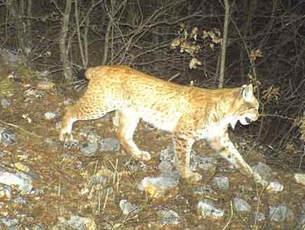 Ein Luchs läuft bei Nacht einen Hang hintunter