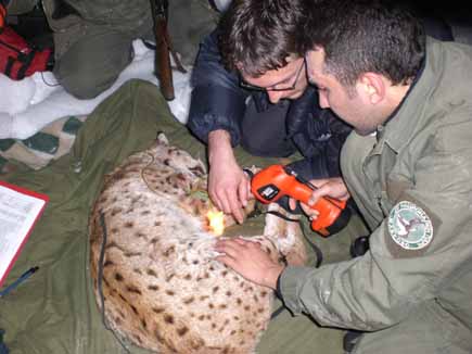 Betäubter Luchs auf einer Decke erhält einen Sender