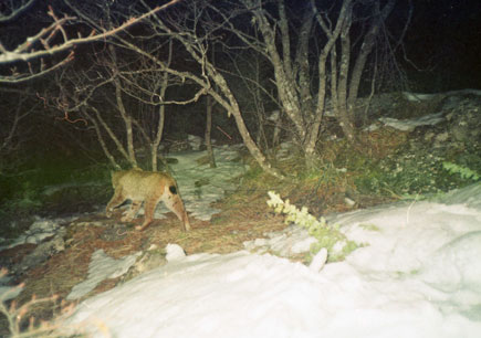 Balkan lynx at night