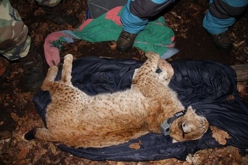 Nature conservationists fit a female Balkan lynx with a tracking device.