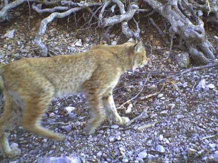 Balkan lynx with tree roots