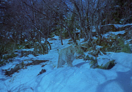 Balkanluchs im verschneiten Wald bei Nacht