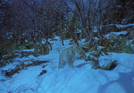Balkanluchs Fotofalle Balkanluchs im verschneiten Wald bei Nacht