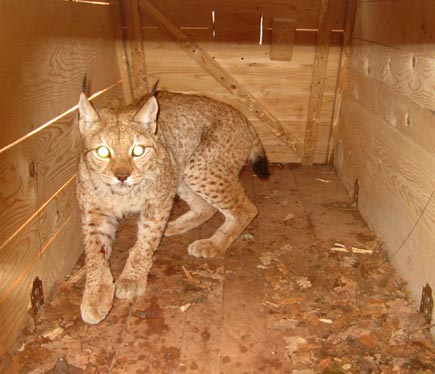 Balkan lynx Riste in a wooden box