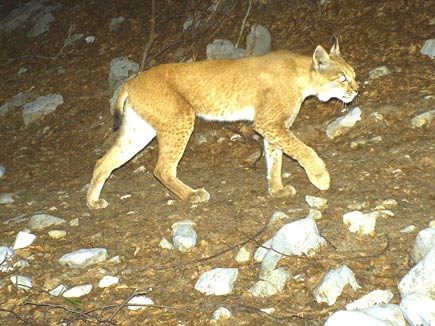 Balkan lynx walking up a slope at night