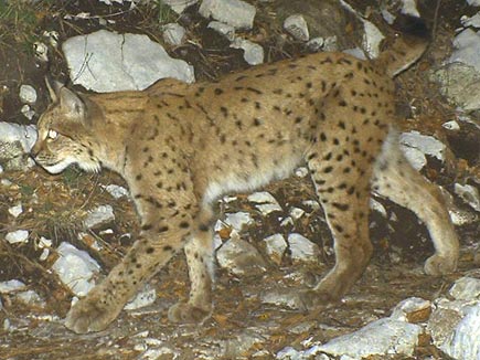 Luchs läuft über steinigen Boden