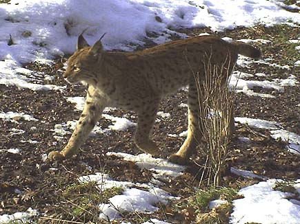 Walking lynx