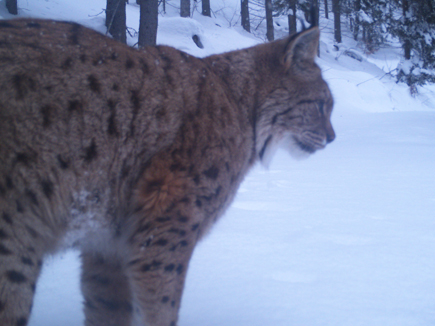 camera trap photograph of a Balkan Lynx in Kosovo