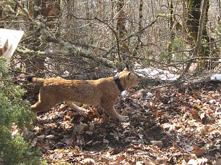 Luchs mit GPS-Senderhalsband läuft durch den Wald