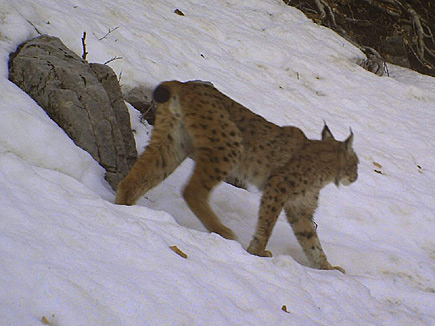 Ein Luchs läuft einen schneebedeckten Hang hinunter