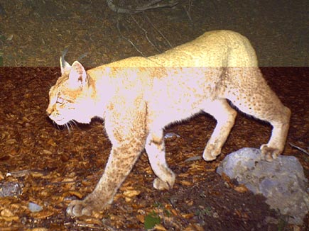 Lynx at night in a forest