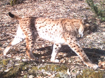 laufender Balkanluchs