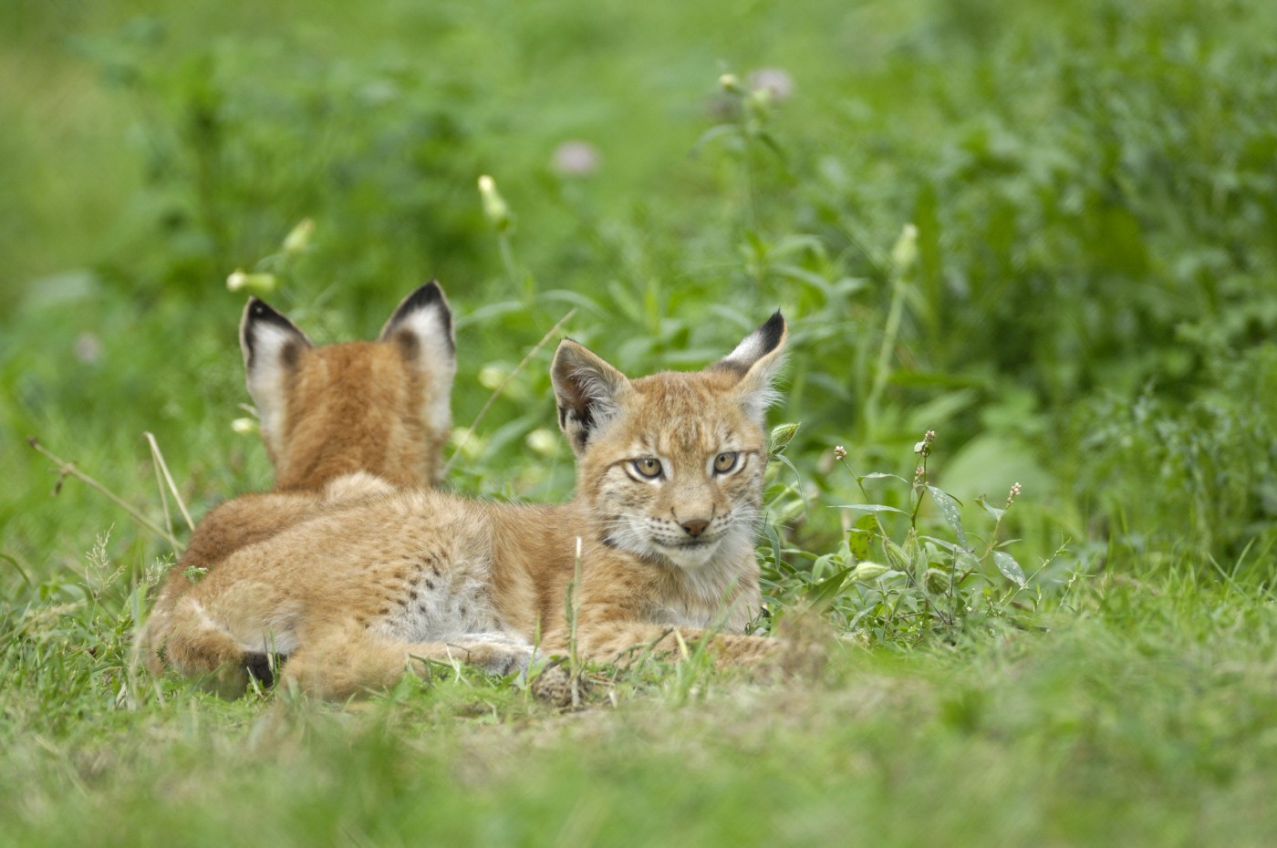 Luchs Jungtier