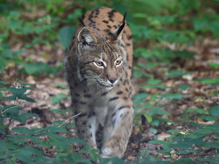 Luchs läuft über Waldboden