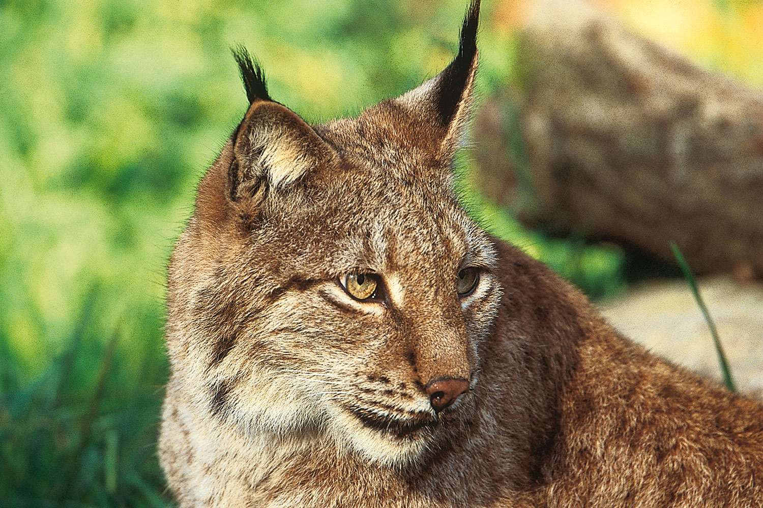 Lynx in portrait