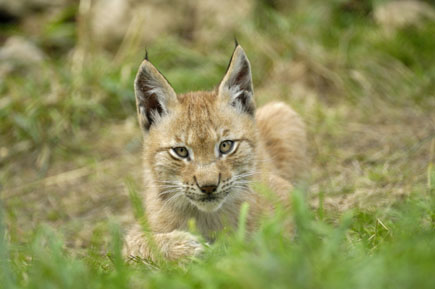 Liegender Luchs schaut in die Kamera