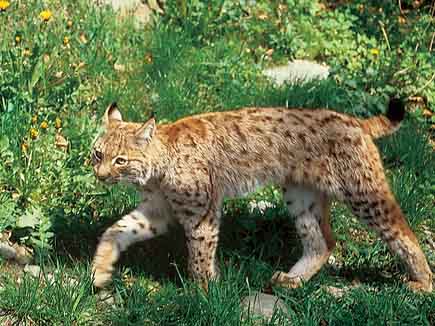 Balkan lynx walking across a meadow