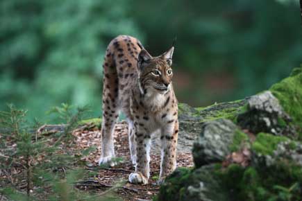 Lynx in a forest