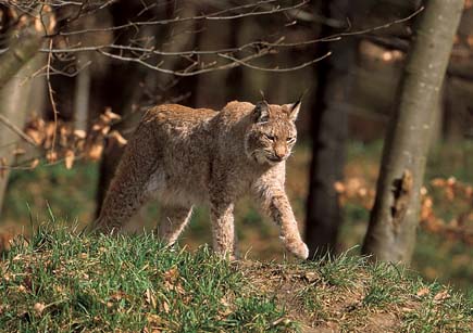 A lynx is walking through a forest