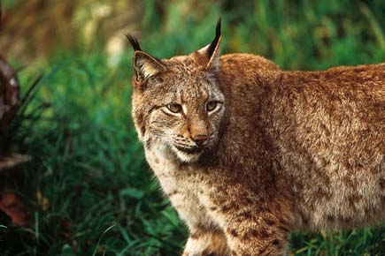 Luchs im Grünen