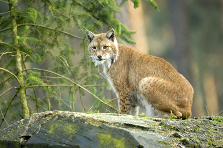 Ein Luchs sitzt im Wald