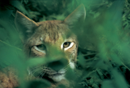 Luchs im Dickicht