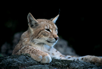 Luchsportrait Michael Steinig Liegender Luchs