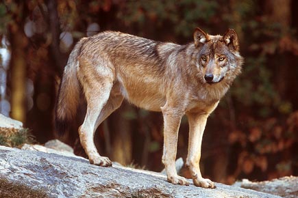 Ein Wolf steht auf einem Felsen im Wald