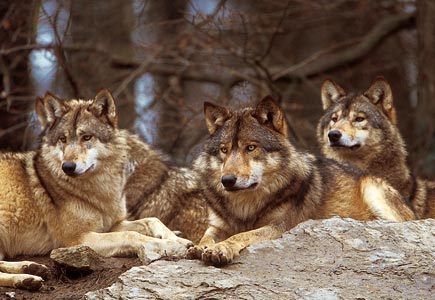 Wölfe liegen auf einem Felsen im Wald