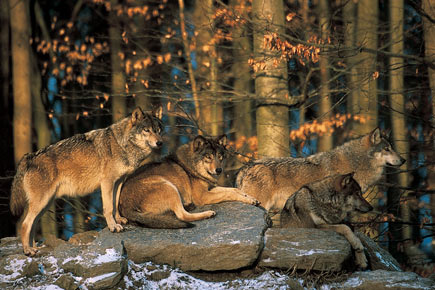 Vier Wölfe auf Felsen im Wald