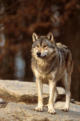 Ein Wolf steht auf einem Felsen