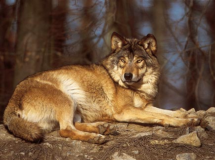 Wolf im Wald