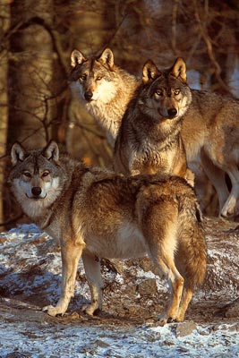 Drei Wölfe im Wald