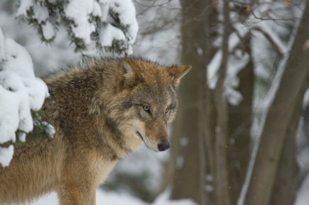 Wolf im Winterwald