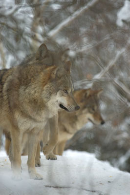 Drei Wölfe im Schnee