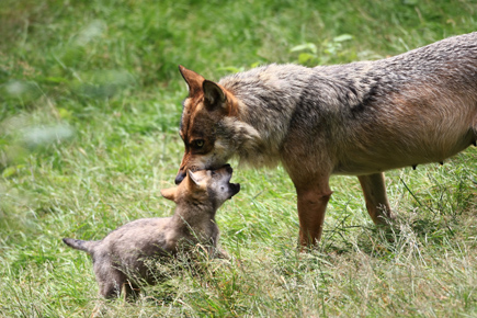 weiblicher Wolf mit Jungtier