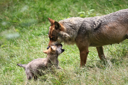 Wolfsmutter und Welpe