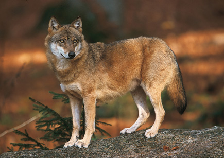 Einelner Wolf
