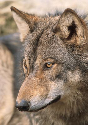 Close-up of a wolf