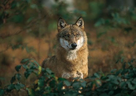 Wolf hinter Büschen