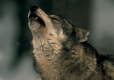 Howling wolf